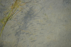 Cymatogaster aggregata