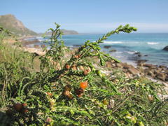 Passerina ericoides