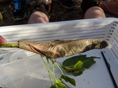 Dichocrocis clytusalis