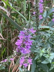 Lythrum salicaria