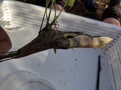 Dichocrocis clytusalis