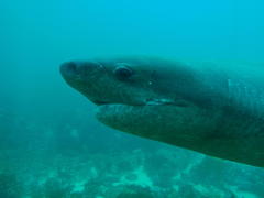 Notorynchus cepedianus