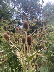 Dipsacus laciniatus