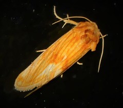 Cirrhophanus pretiosa