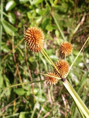 Cyperus echinatus