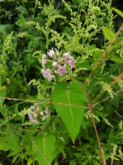 Cynanchum rostellatum