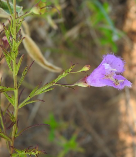 Image of Agalinis homalantha by (c) saltyhiker, some rights reserved (CC BY)