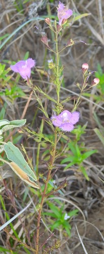 Image of Agalinis homalantha by (c) saltyhiker, some rights reserved (CC BY)