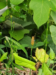 Equisetum ramosissimum