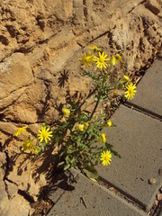 Senecio vernalis