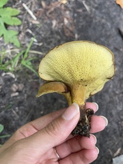 Boletinellus merulioides