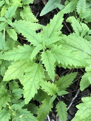 Scrophularia parviflora