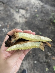 Boletinellus merulioides