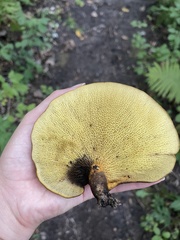 Boletinellus merulioides