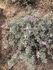 Lupinus albifrons collinus