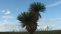 Yucca carnerosana