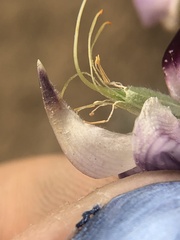 Lupinus albifrons collinus