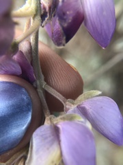 Lupinus albifrons collinus