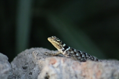 Sceloporus serrifer