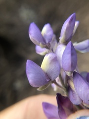 Lupinus albifrons collinus