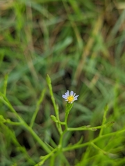 Symphyotrichum subulatum subulatum