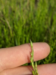 Symphyotrichum subulatum subulatum