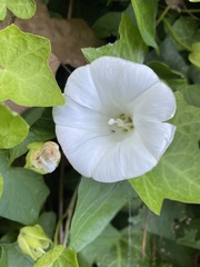 Calystegia silvatica fraterniflora