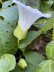 Calystegia silvatica fraterniflora
