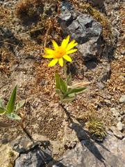 Arnica angustifolia