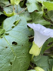 Calystegia silvatica fraterniflora
