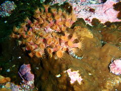 Isozoanthus capensis