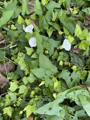 Calystegia silvatica fraterniflora