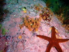 Isozoanthus capensis