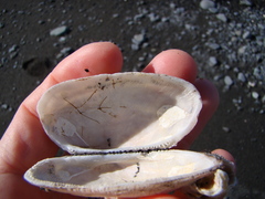 Barbatia novaezealandiae