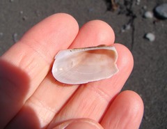 Barbatia novaezealandiae