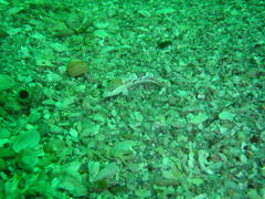 Pavoclinus smalei