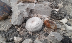 Epithelantha bokei