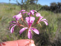 Pelargonium chelidonium