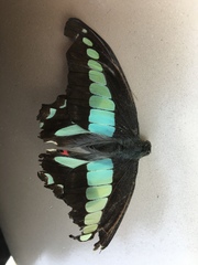 Graphium sarpedon nipponum