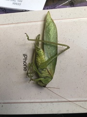 Rectimarginalis fuscospinosa