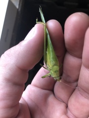 Rectimarginalis fuscospinosa