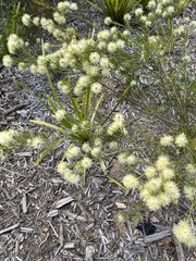 Acacia ulicifolia