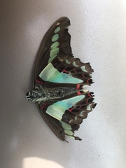 Graphium sarpedon nipponum