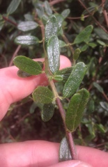 Lonicera subspicata subspicata