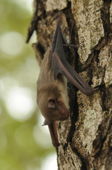 Scotophilus leucogaster