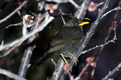 Turdus chiguanco