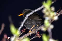 Turdus chiguanco