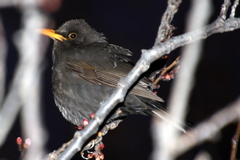 Turdus chiguanco