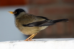 Turdus falcklandii