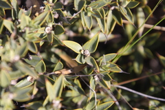 Chuquiraga avellanedae